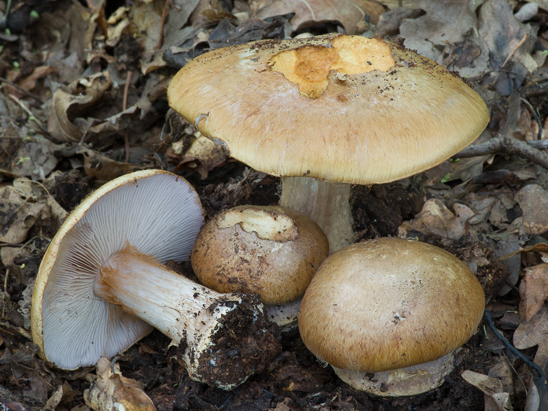 Cortinarius olidoamarus